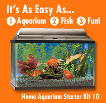 Home Aquarium Starter Kits