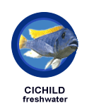 Cichlid