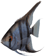 Angelfish