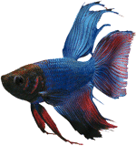 Betta