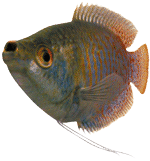 Dwarf Gourami