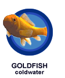 Goldfish